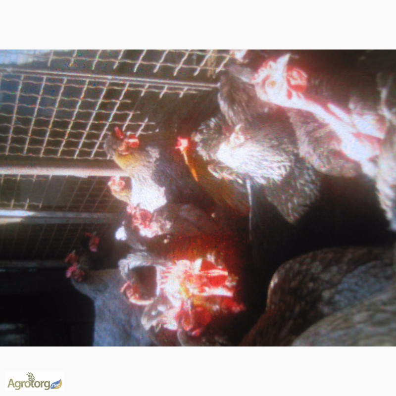 Фото 2. Гусята, цыплята, перепелята домашние-инкубационное яйцо