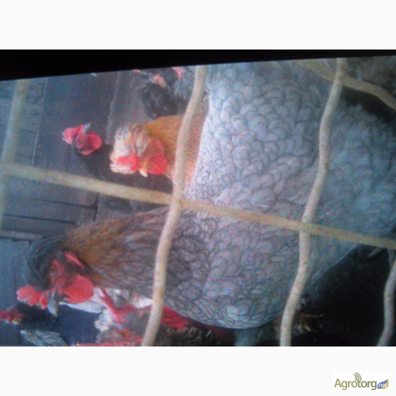 Фото 3. Гусята, цыплята, перепелята домашние-инкубационное яйцо