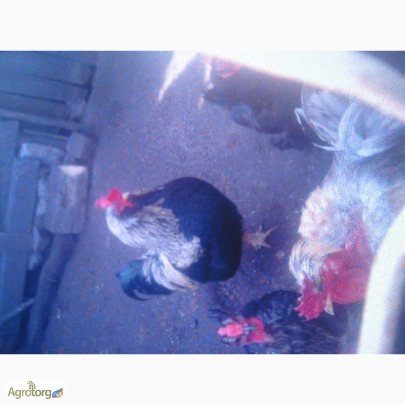 Фото 4. Гусята, цыплята, перепелята домашние-инкубационное яйцо