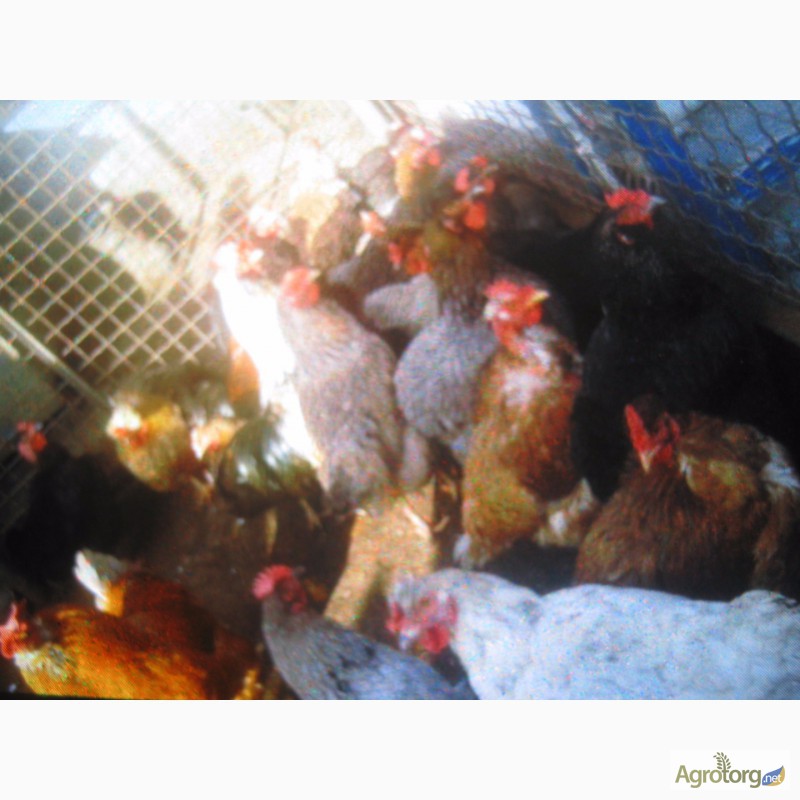 Фото 5. Гусята, цыплята, перепелята домашние-инкубационное яйцо
