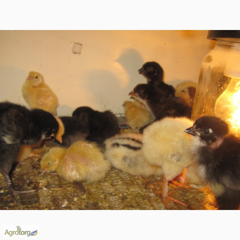 Фото 7. Гусята, цыплята, перепелята домашние-инкубационное яйцо
