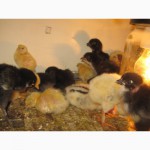 Гусята, цыплята, перепелята домашние-инкубационное яйцо
