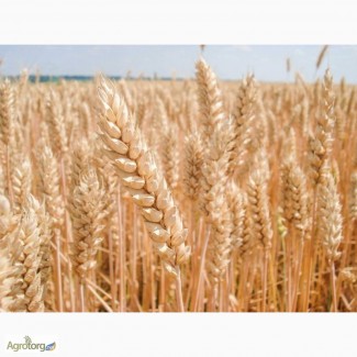 Семена озимой пшеницы Балатон 1 р. Австрия (продам)