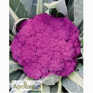 Продам семена Капуста цветная Сицилийская Пурпурная