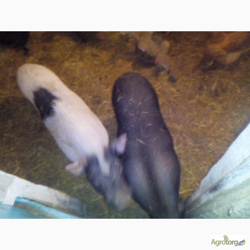 Фото 2. Продам ветнамских свиней 2свини 1хряк и 6поросят