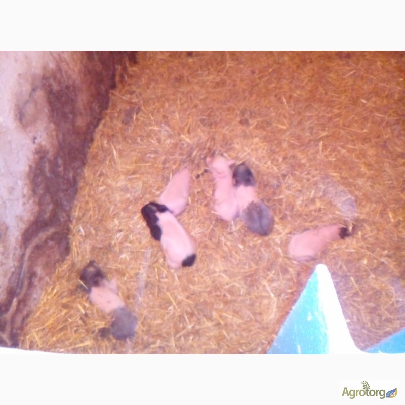 Фото 4. Продам ветнамских свиней 2свини 1хряк и 6поросят