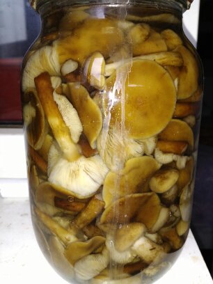 Фото 2. Продам грибы маслята маринованные