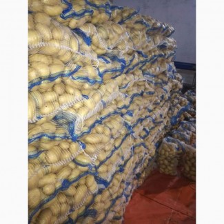 Купим картофель урожай 2019 калибр от 70 до 500 гр
