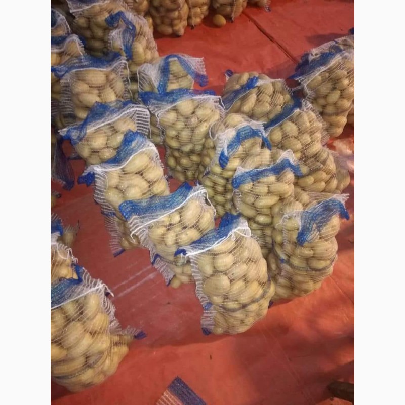 Фото 2. Купим картофель урожай 2019 калибр от 70 до 500 гр