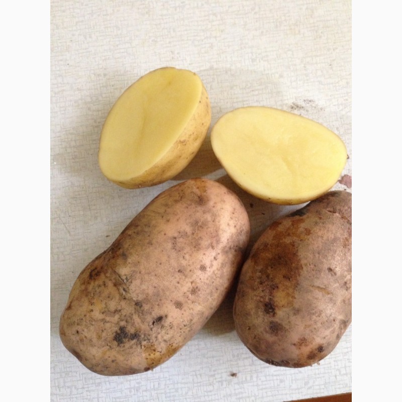 Фото 3. Купим картофель урожай 2019 калибр от 70 до 500 гр