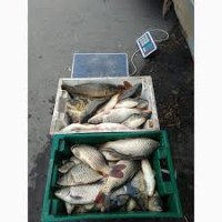 Принимаем пред новогодние заказы на продажу и поставку живой рыбы: Карась, карп, щука