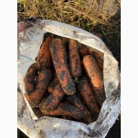 Продам моркву та буряк від виробника від 10 тонн