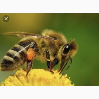 Продам пчелопакеты (бджолопакти)