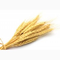 Пшеница ДСТУ. Куплю