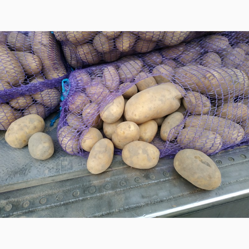 Фото 3. Товарный картофель 5+, сорт Бриз, 9, 5 грн/кг