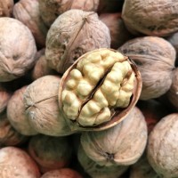 TOP GRADE Walnuts for sale good price