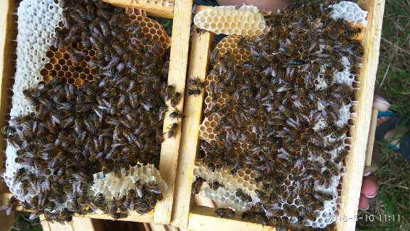 Фото 2. Пчеломатки Бджоломатки КАРПАТКА 2021 ПЧЕЛОПАКЕТЫ Бджолопакети Матки