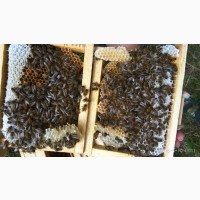 Пчеломатки Бджоломатки КАРПАТКА 2021 ПЧЕЛОПАКЕТЫ Бджолопакети Матки