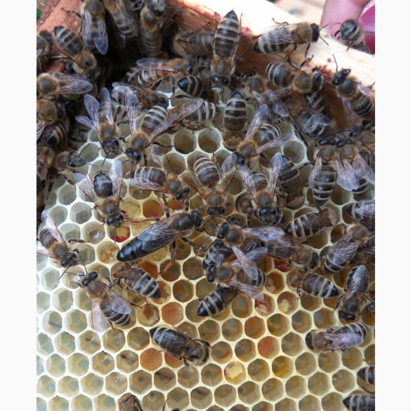 Фото 4. Пчеломатки Бджоломатки КАРПАТКА 2021 ПЧЕЛОПАКЕТЫ Бджолопакети Матки