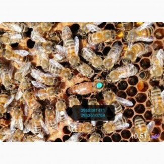 Матки бджоломатки