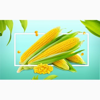Предприятие купит оптом кукурузу
