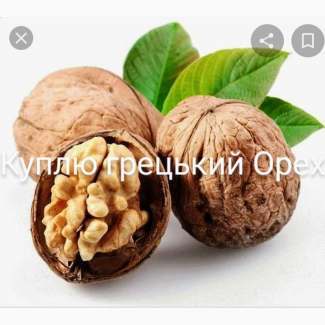 Куплю грецкий орех