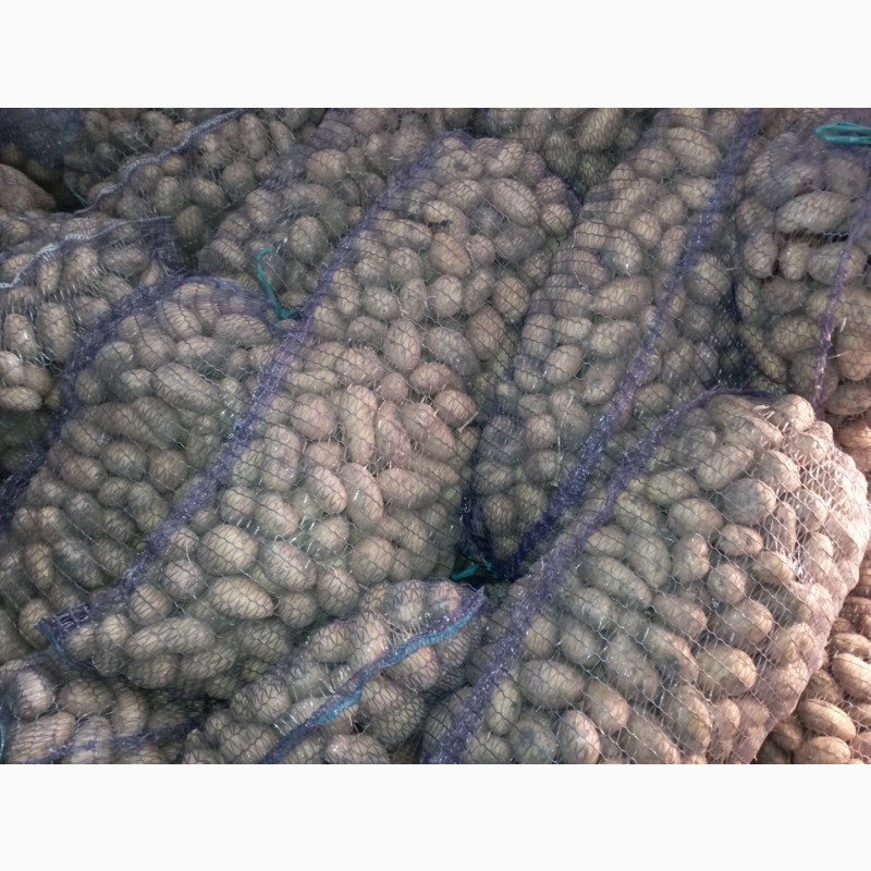 Фото 3. Продам семенной картофель, сорт Гранада, Коннект