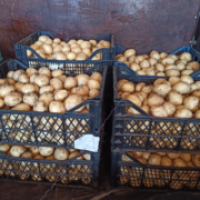 Продам оптом картоплю Рів#039;єра, УМАНЬ, Черкаська обл