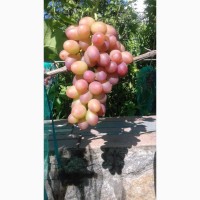 Продам виноград столовых сортов мелким оптом