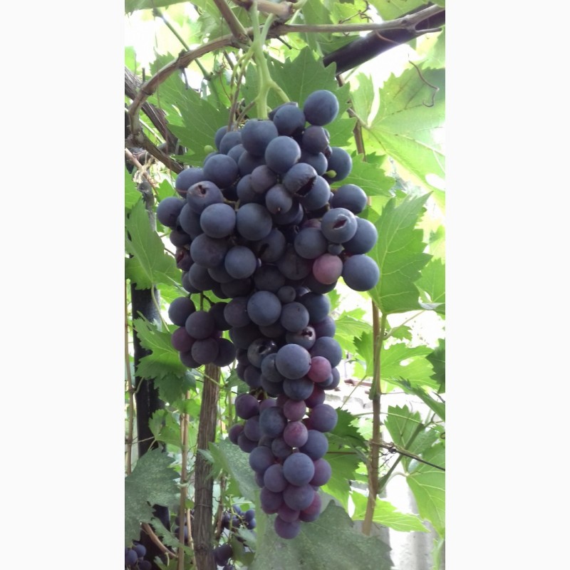 Фото 3. Продам виноград столовых сортов мелким оптом