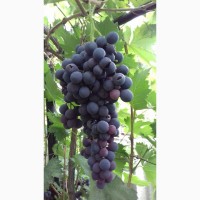 Продам виноград столовых сортов мелким оптом