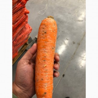 Морква соковита