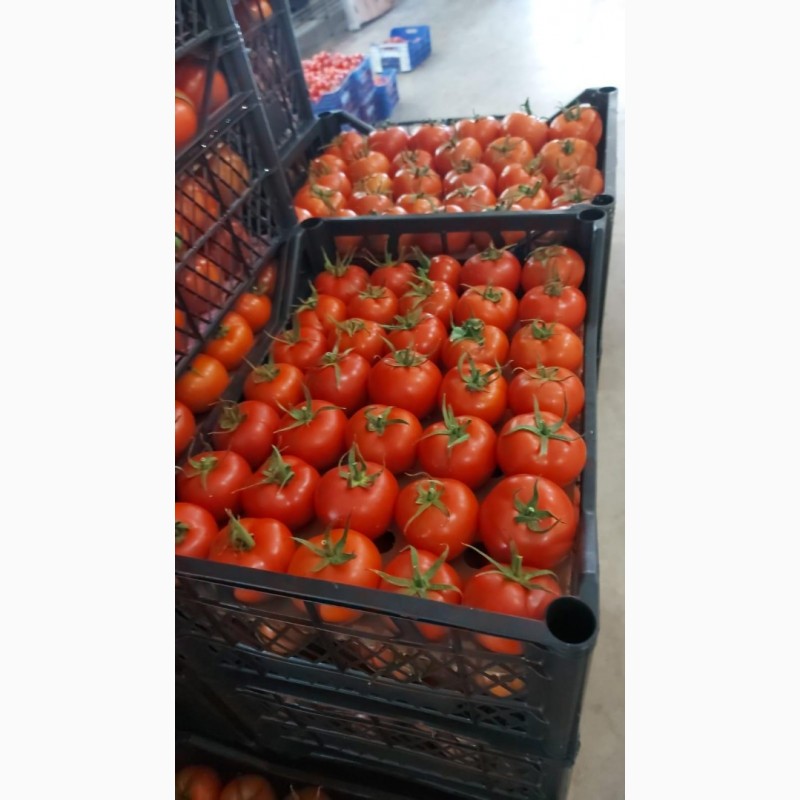 Фото 3. Оптовая продажа овощей из Турции, экспорт