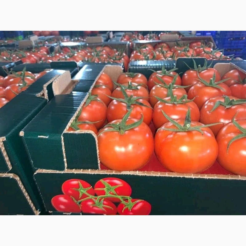 Фото 6. Оптовая продажа овощей из Турции, экспорт