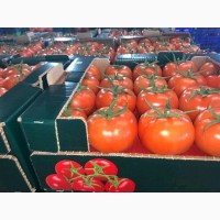 Оптовая продажа овощей из Турции, экспорт