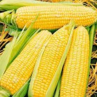 Зерно кукурудзи Дніпровська 181