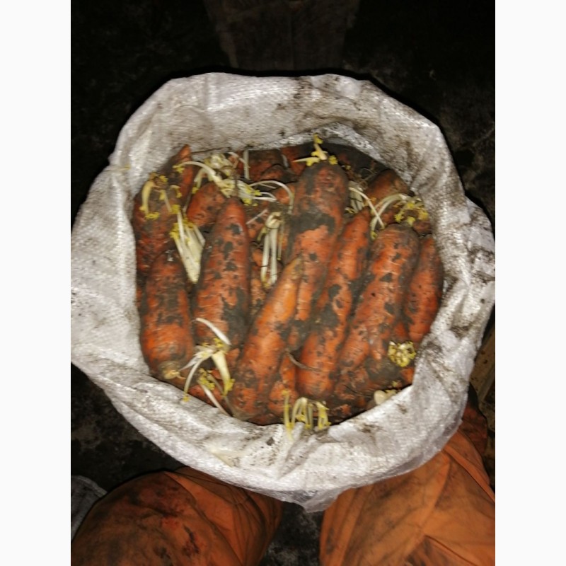 Фото 7. Продам моркву Днепр есть 30 тон