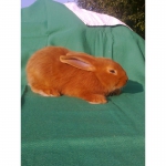 Продам кроликов породы Новозеландская красная (возраст 2 месяца)