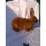 Продам кроликов породы Новозеландская красная (возраст 2 месяца)
