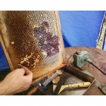 Смачний мед з власної кочової пасіки