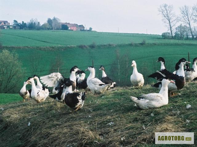 Мулард королевский фото