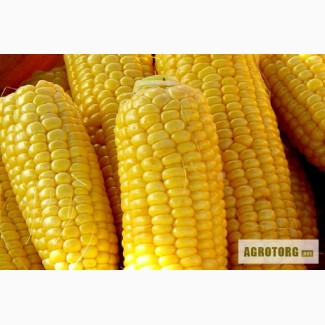 Продам насіння кукурудзи гiбрид Руно 198 СВ