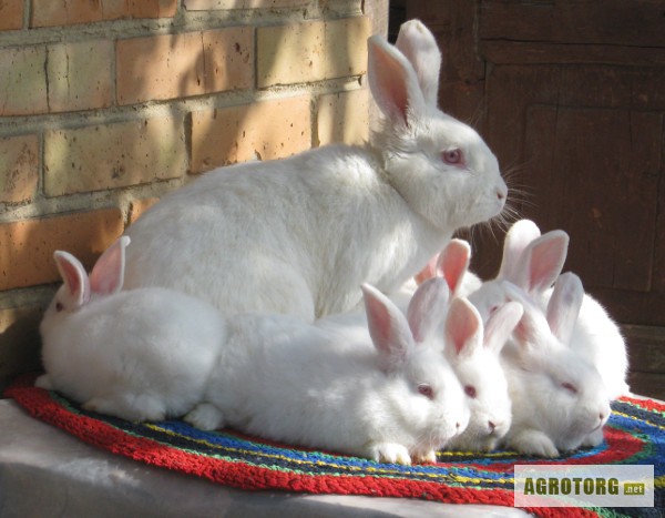 Фото 2. Продаются кролики породы Новозеландская белая.