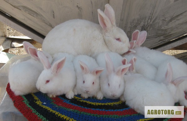 Фото 3. Продаются кролики породы Новозеландская белая.