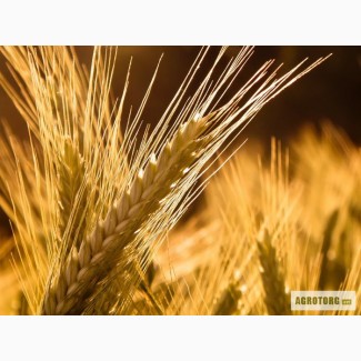 Семена посевной материал пшеница ячмень.