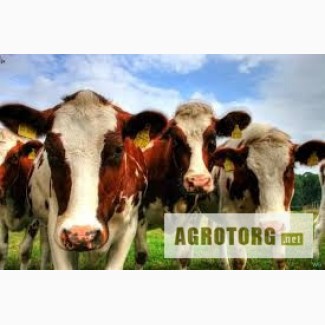 Продам молодых коров (тельные, дойные), месячных телят (бычки)