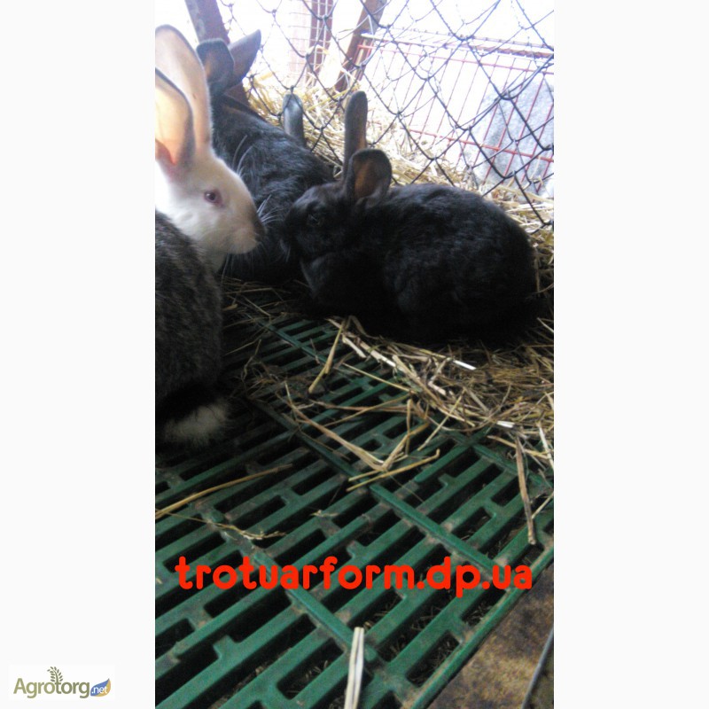 Фото 4. Продам платиковый настил для кроликов