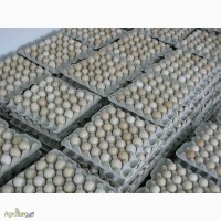 Яйца инкубационные Росс 308