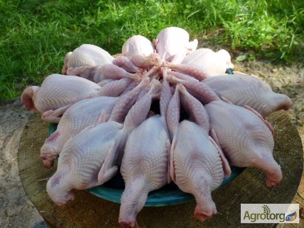 Фото 4. Тушки BIO перепелиные, фазана и курицы свежие