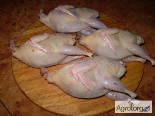 Фото 5. Тушки BIO перепелиные, фазана и курицы свежие